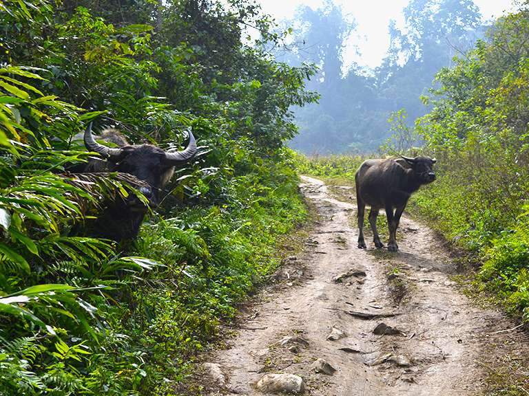 Water buffalo peer from the undergrowth